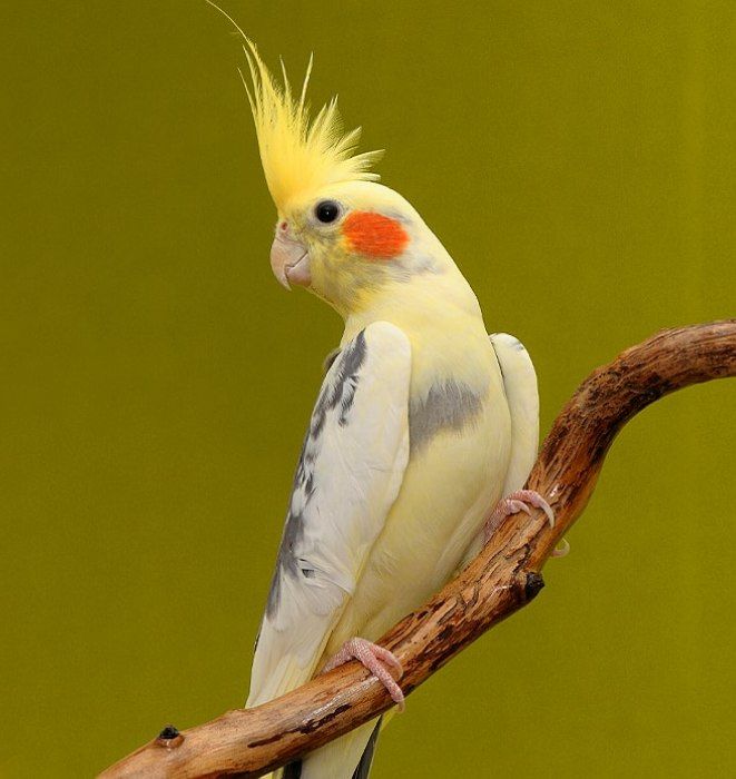 صدا برای آموزش حرف زدن عروس هلندی